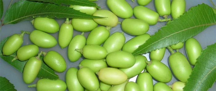 Le neem : propriétés, vertus et effets secondaires